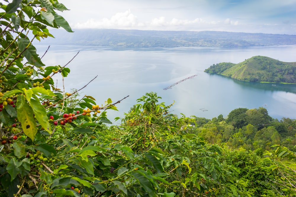 Where Does Coffee Grow Best?