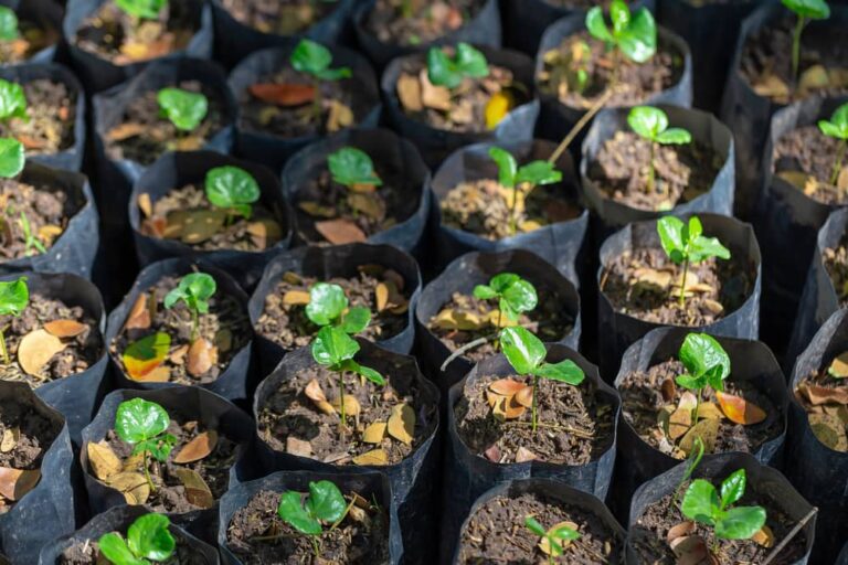 Best soil for coffee plants