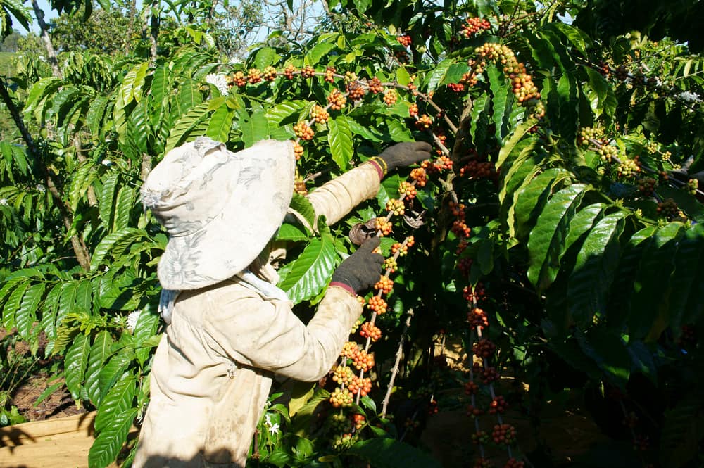 Coffee Grow Best