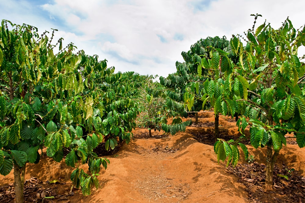 Best soil for coffee plants