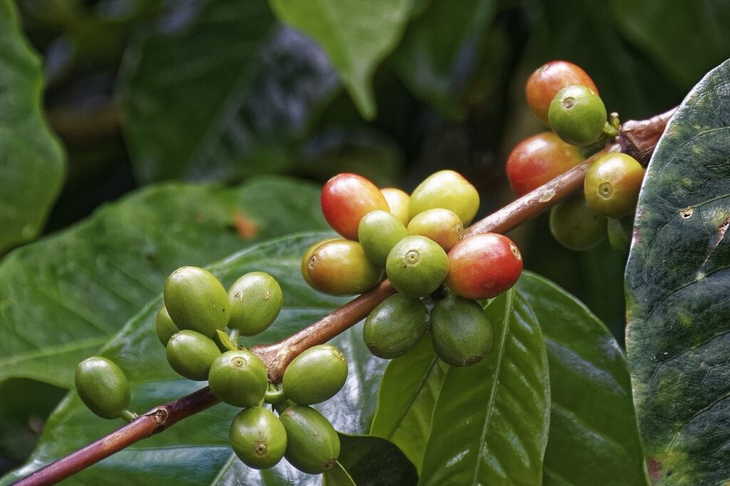 geisha coffee cherries