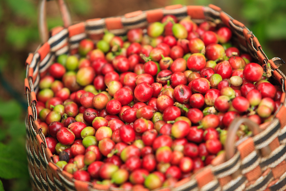 Coffee cherries inside a basket