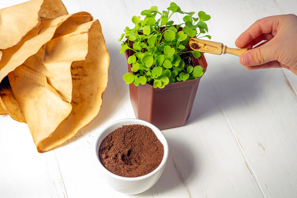 Are used coffee grounds good for plants?