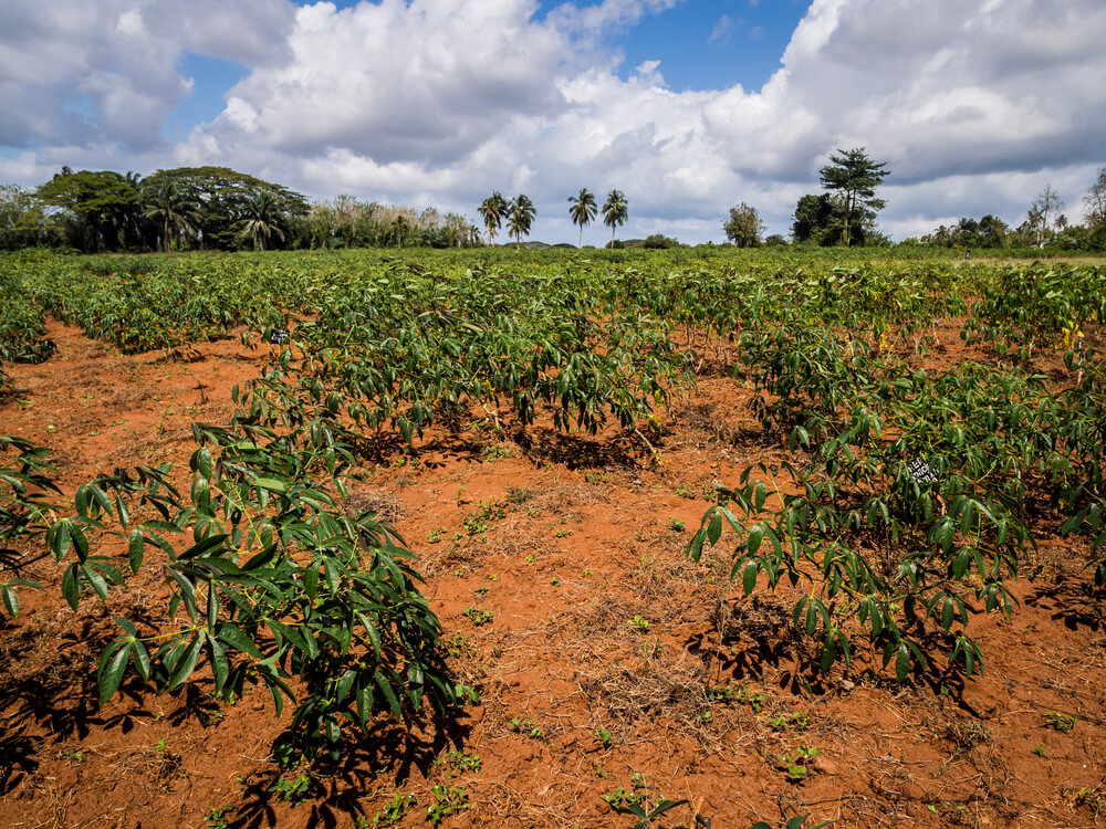 coffee plantation