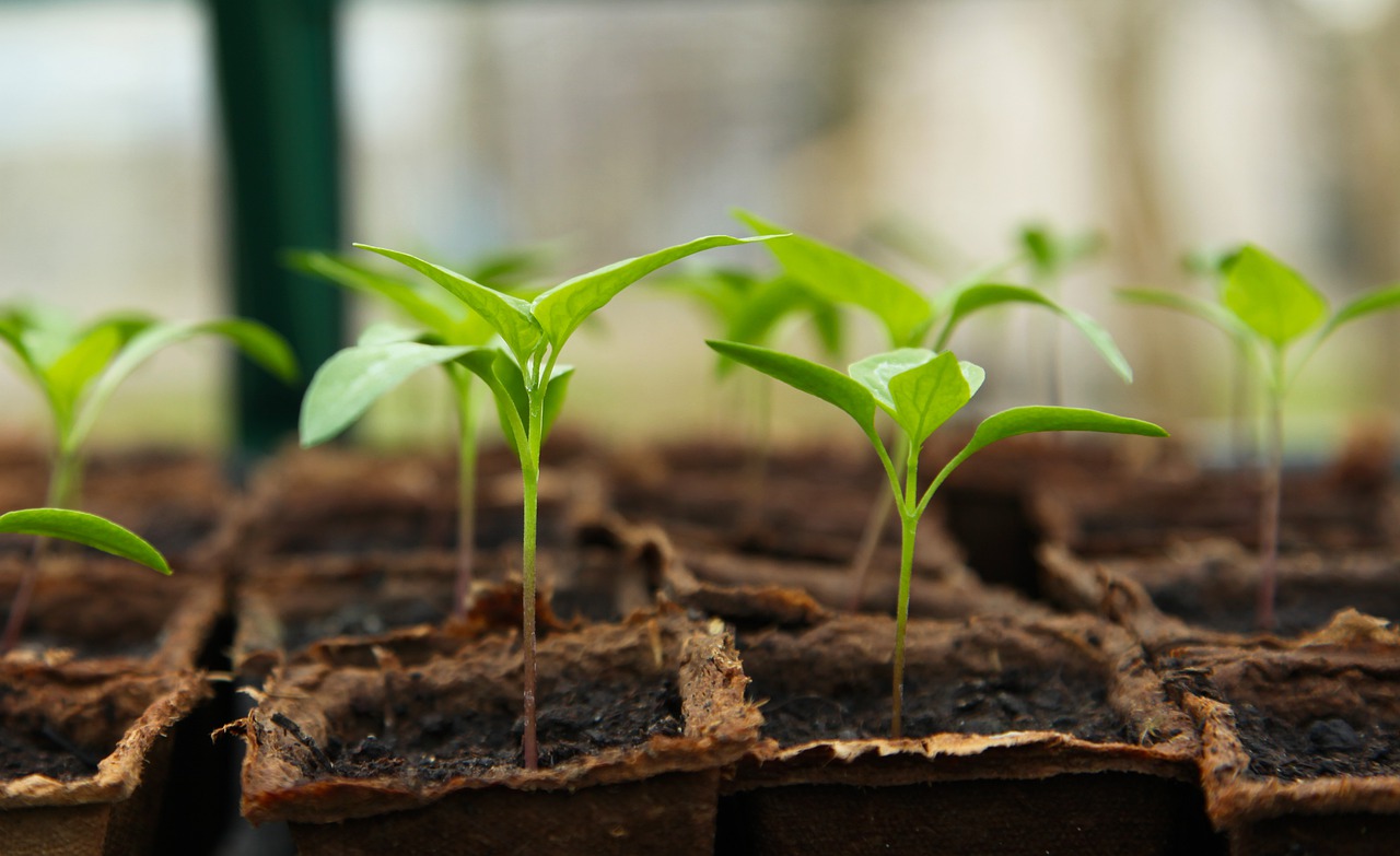 plants new grown
