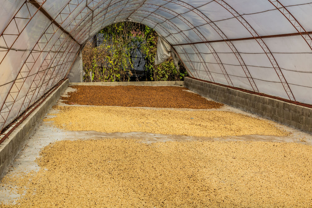a natural coffee processing