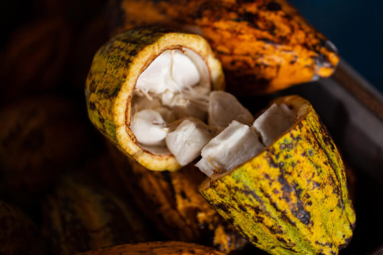 Cocoa beans and cocoa pod on a wooden surface
