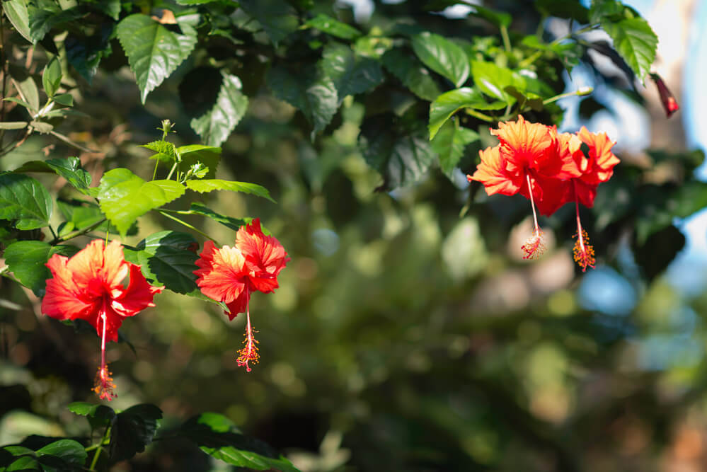 Beautiful Red Hibiscus Flowers 