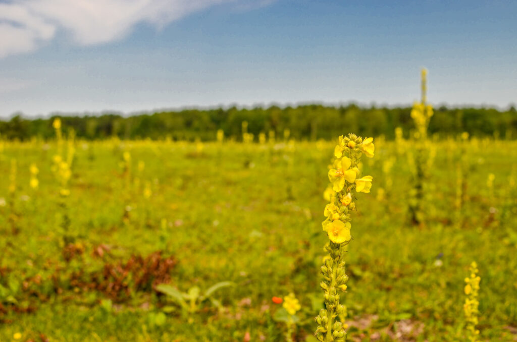 Verbascum nigrum black mullein flower and view of the meadow
