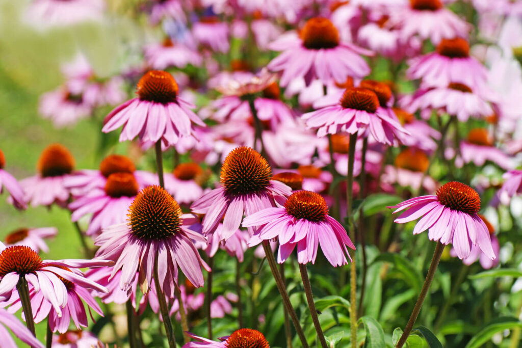 Pink cone flowers