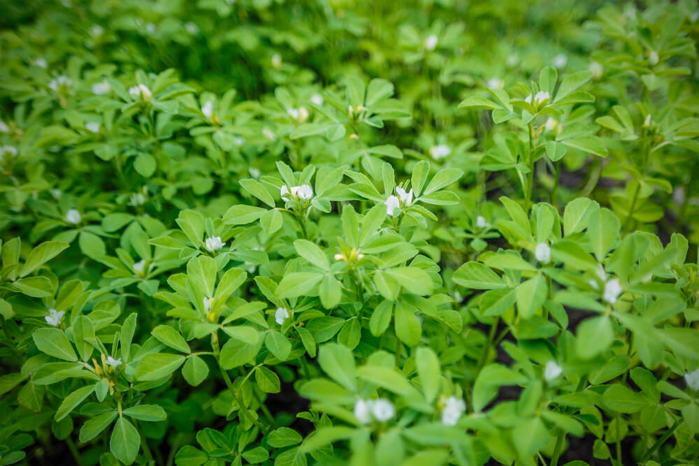 Fresh green leaves of fenugreek