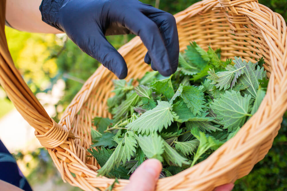 Woman picking nettle at garden