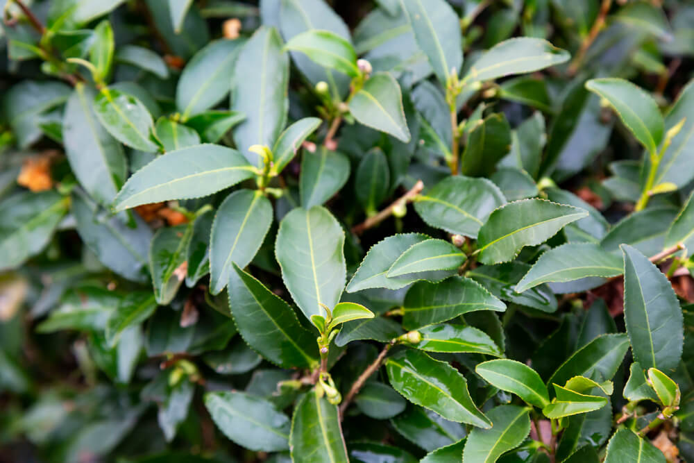 Camellia sinensis plant