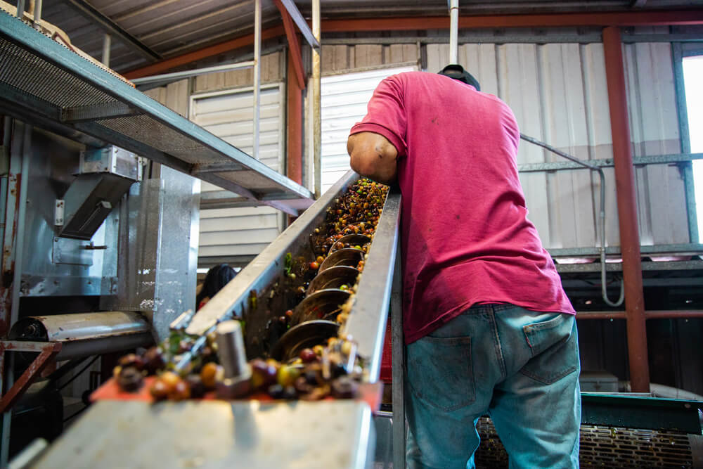 processing of coffee beans