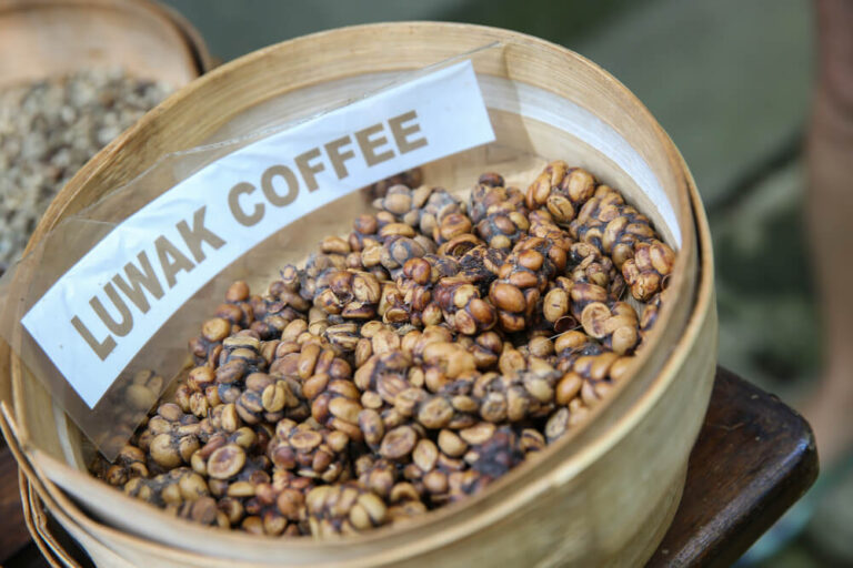 The famous coffee kopi luwak in Bali - what is luwak coffee