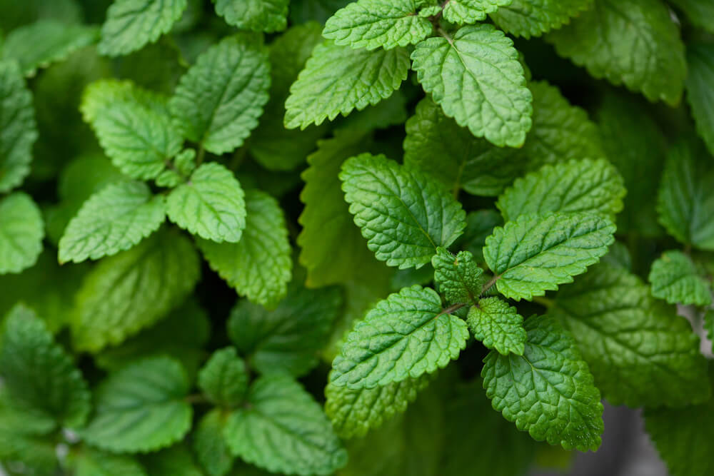 lemon balm plant's leaves