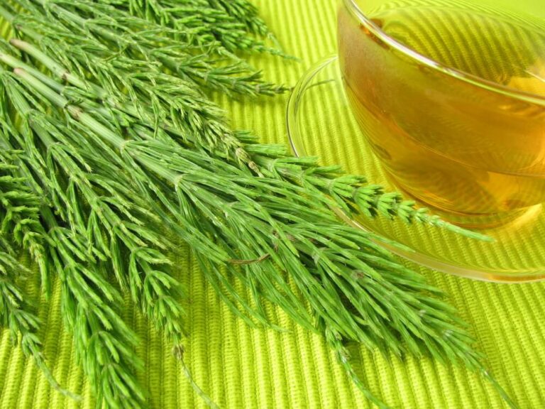 horsetail-tea