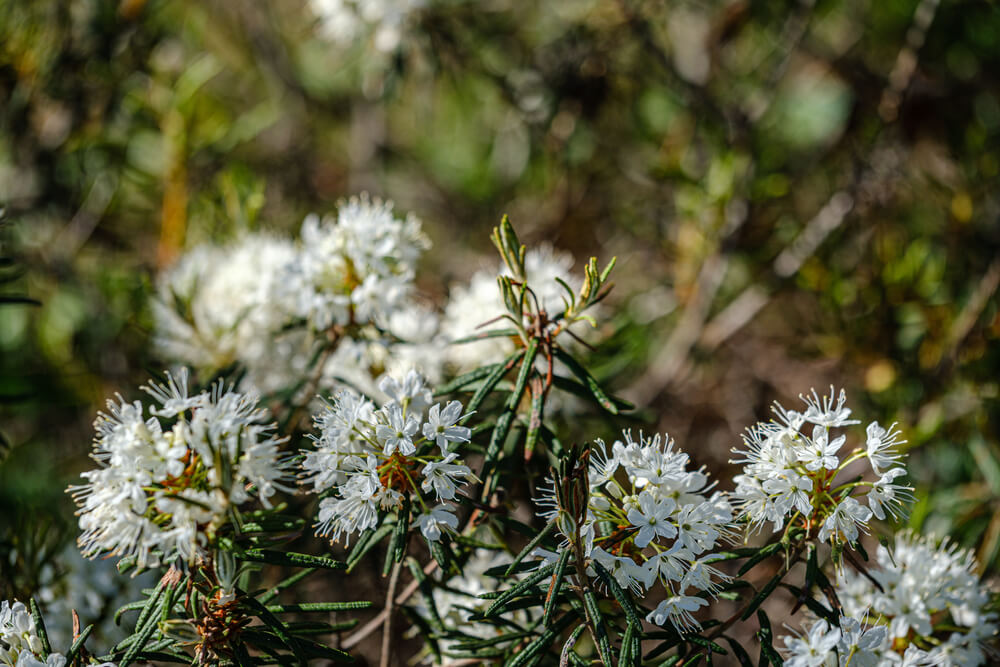 Rhododendron groenlandicum plant in view