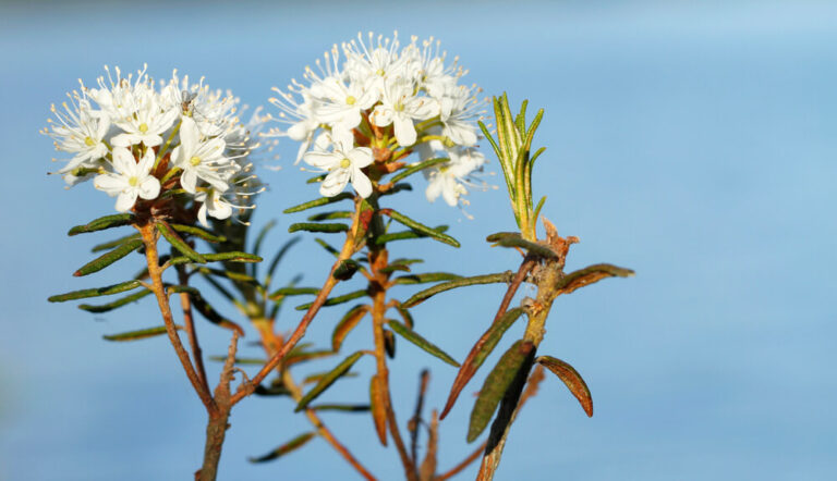 What is labrador tea