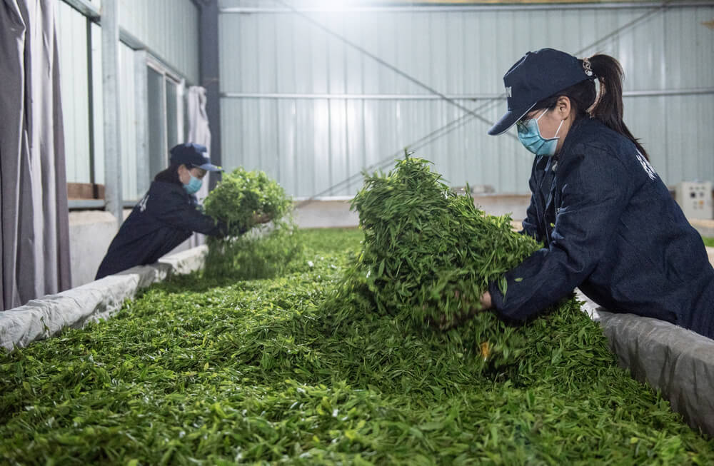 workers collecting tea leaves