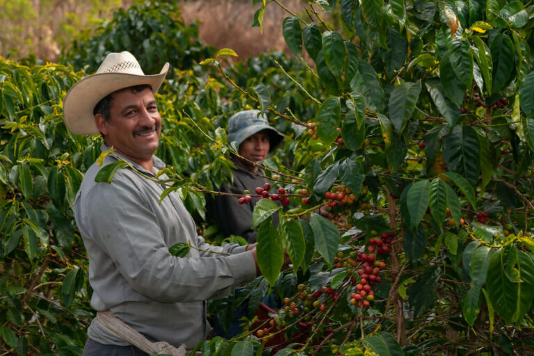 why hand-picking is better for harvesting coffee beans