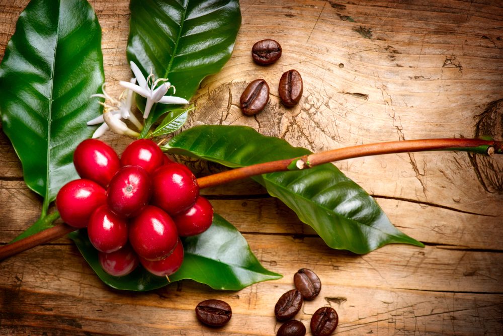 what is raw coffee?