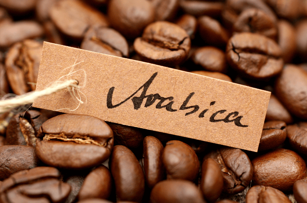 Arabica coffee beans