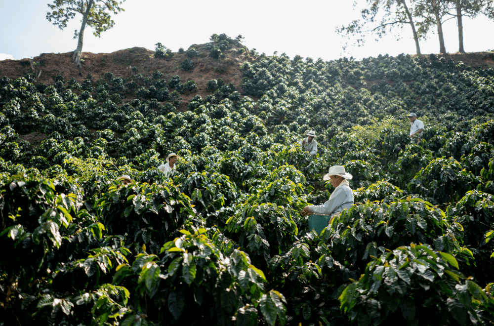 Where is Peet's coffee grown?