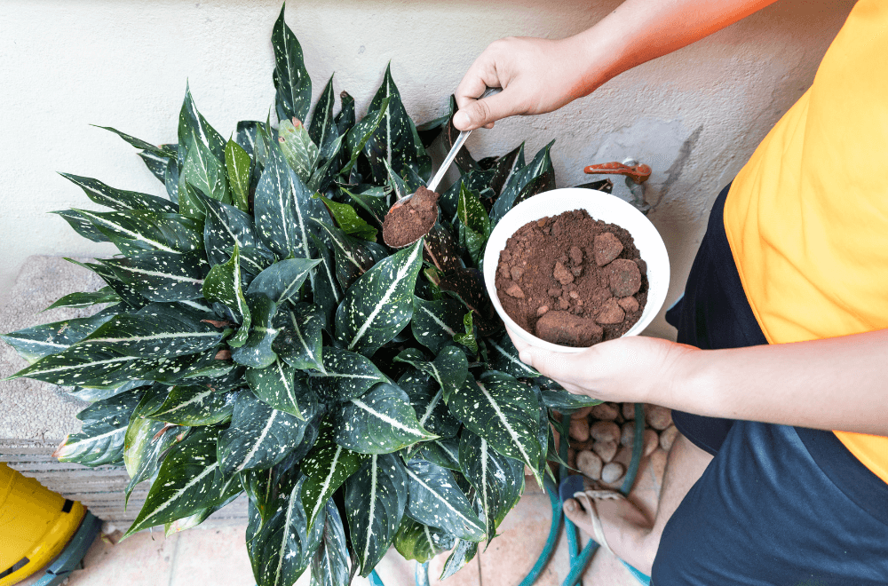 A person applying used coffee ground powder as natural plant fertilizer on potted plants