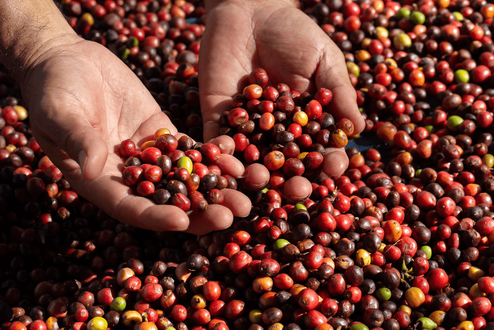 Organic coffee beans newly harvested on the farm