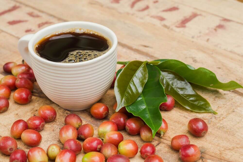 Where do coffee beans come from
