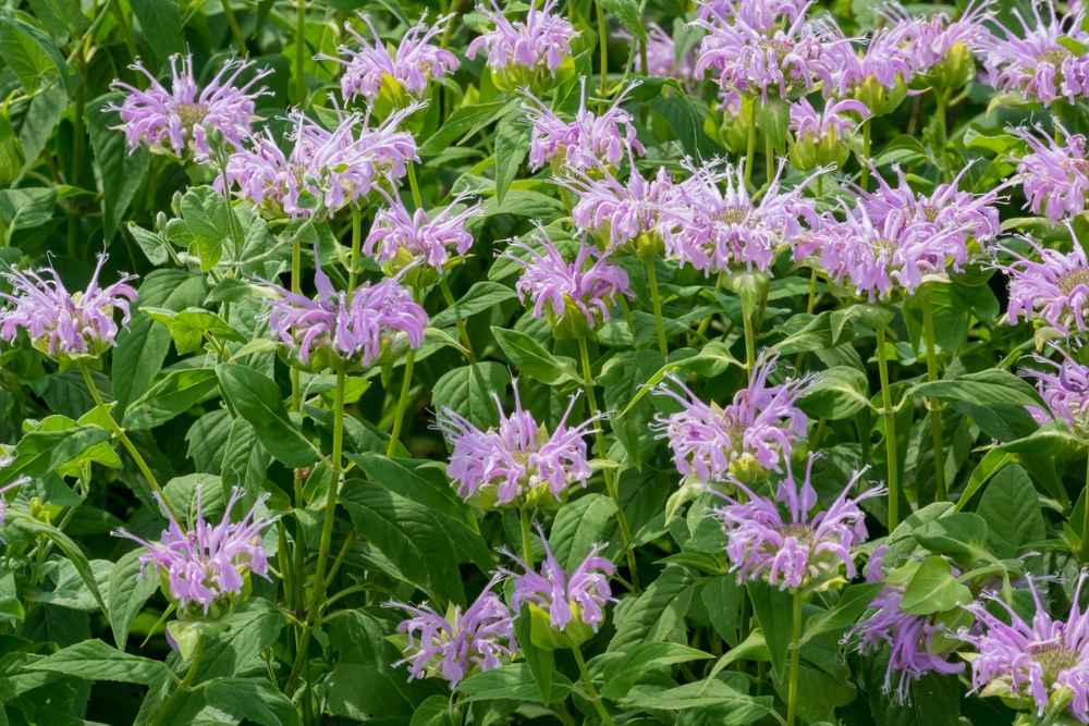 Wild bergamot blooming in the Native Plant Garden in summer