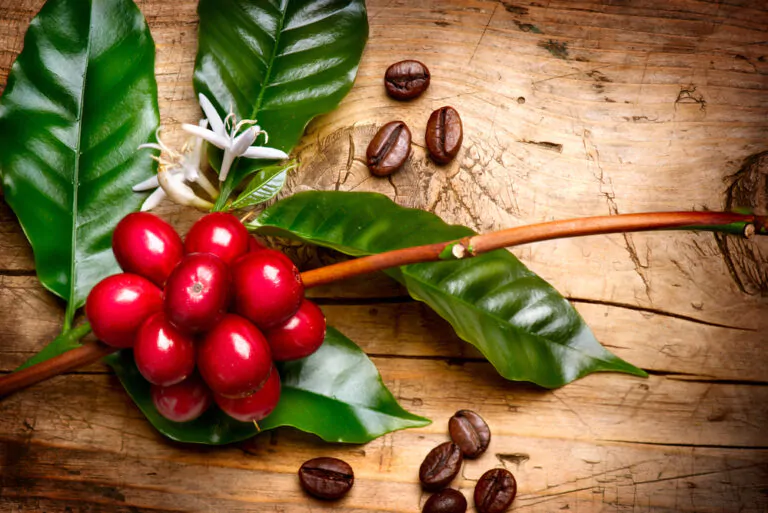 how-long-do-raw-coffee-beans-last