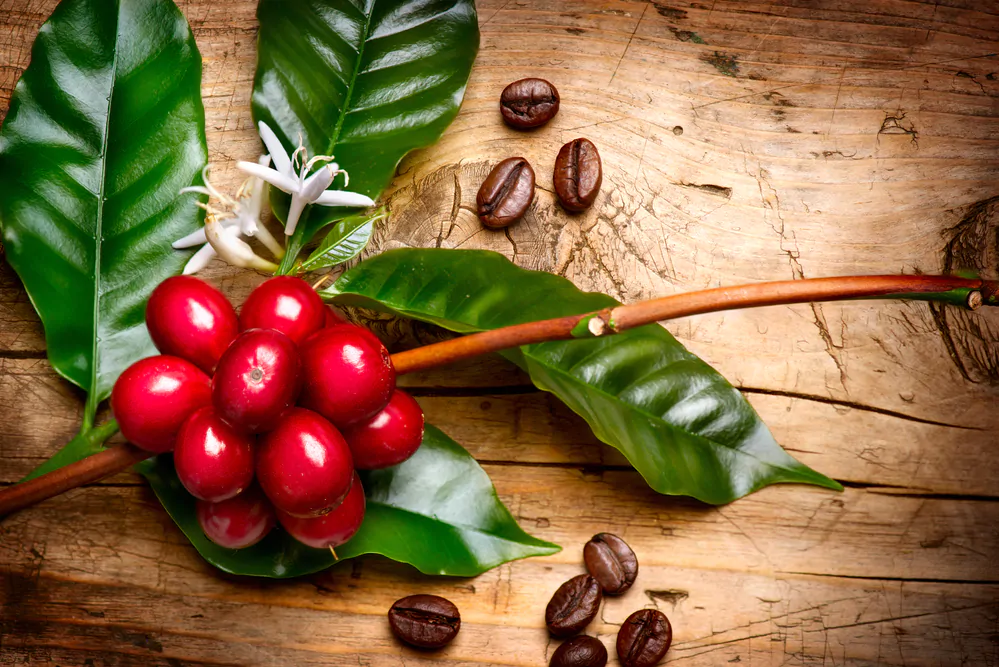 how-long-do-raw-coffee-beans-last