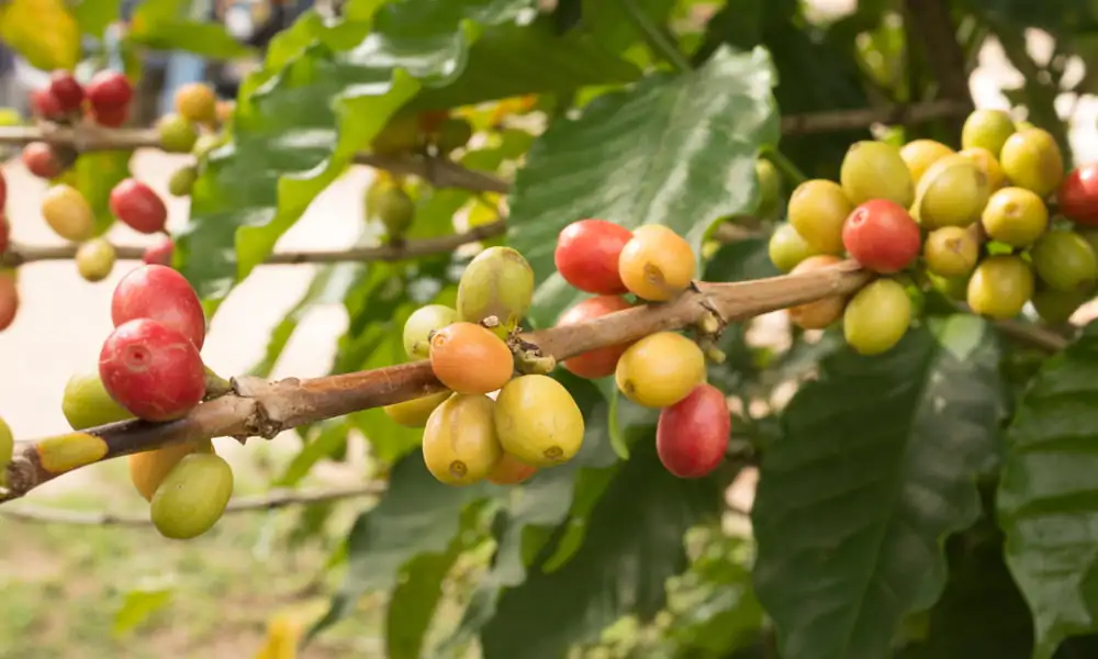 A close up of ripe fruit on a coffee plant.