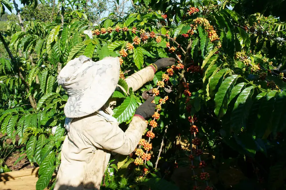 Coffee Grow Best
