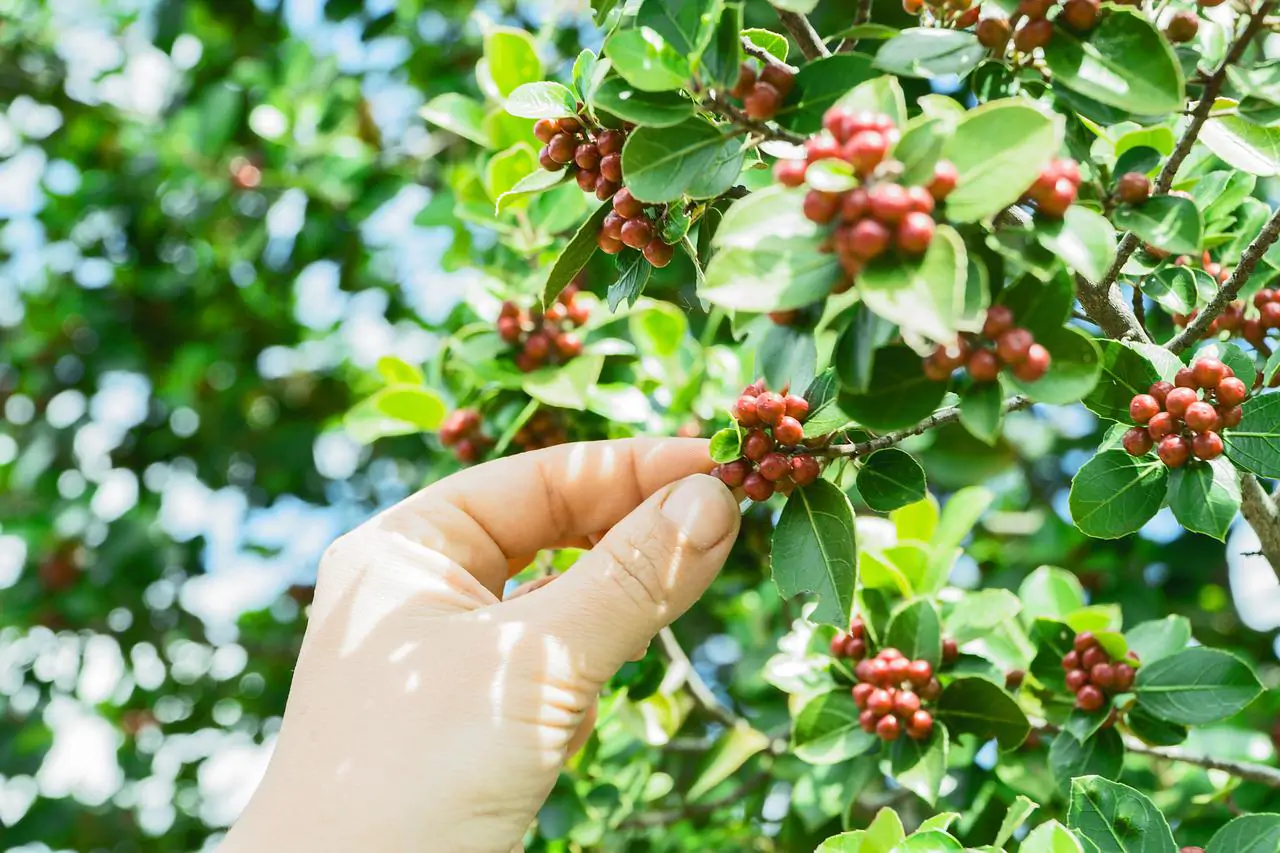 Are coffee beans vegetables?