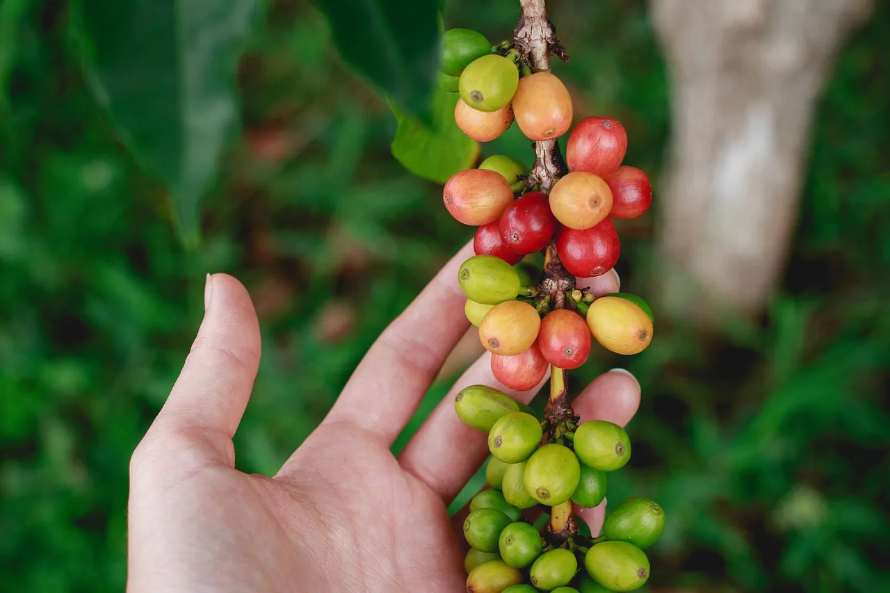 What is Mundo Novo coffee?