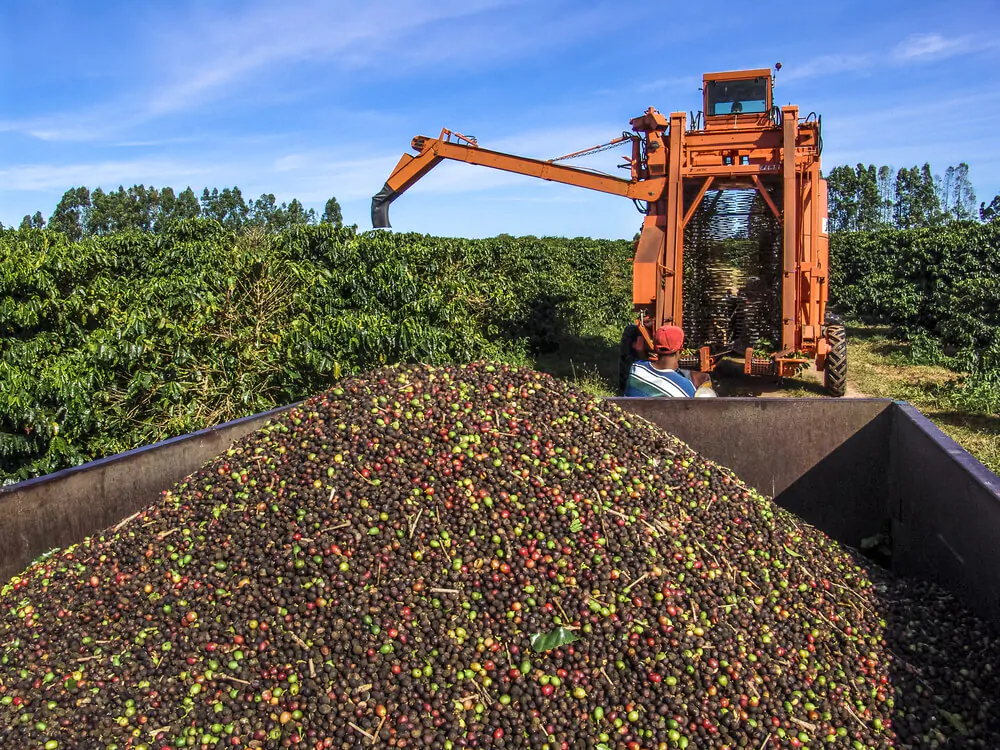 Can Coffee Be Harvested By Machine